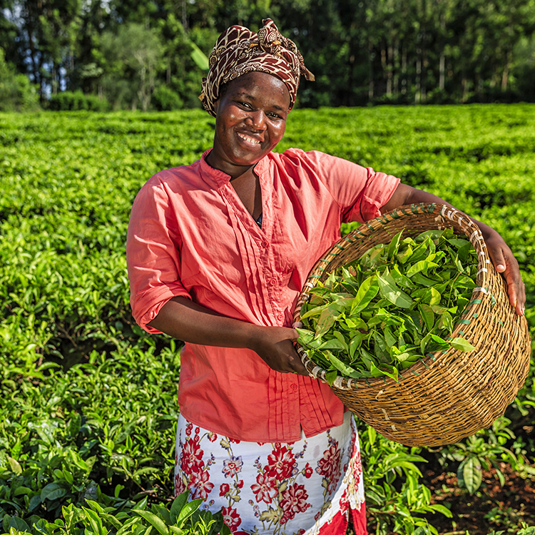 African women plucking tea leaves on plantation, Kenya, East Africa