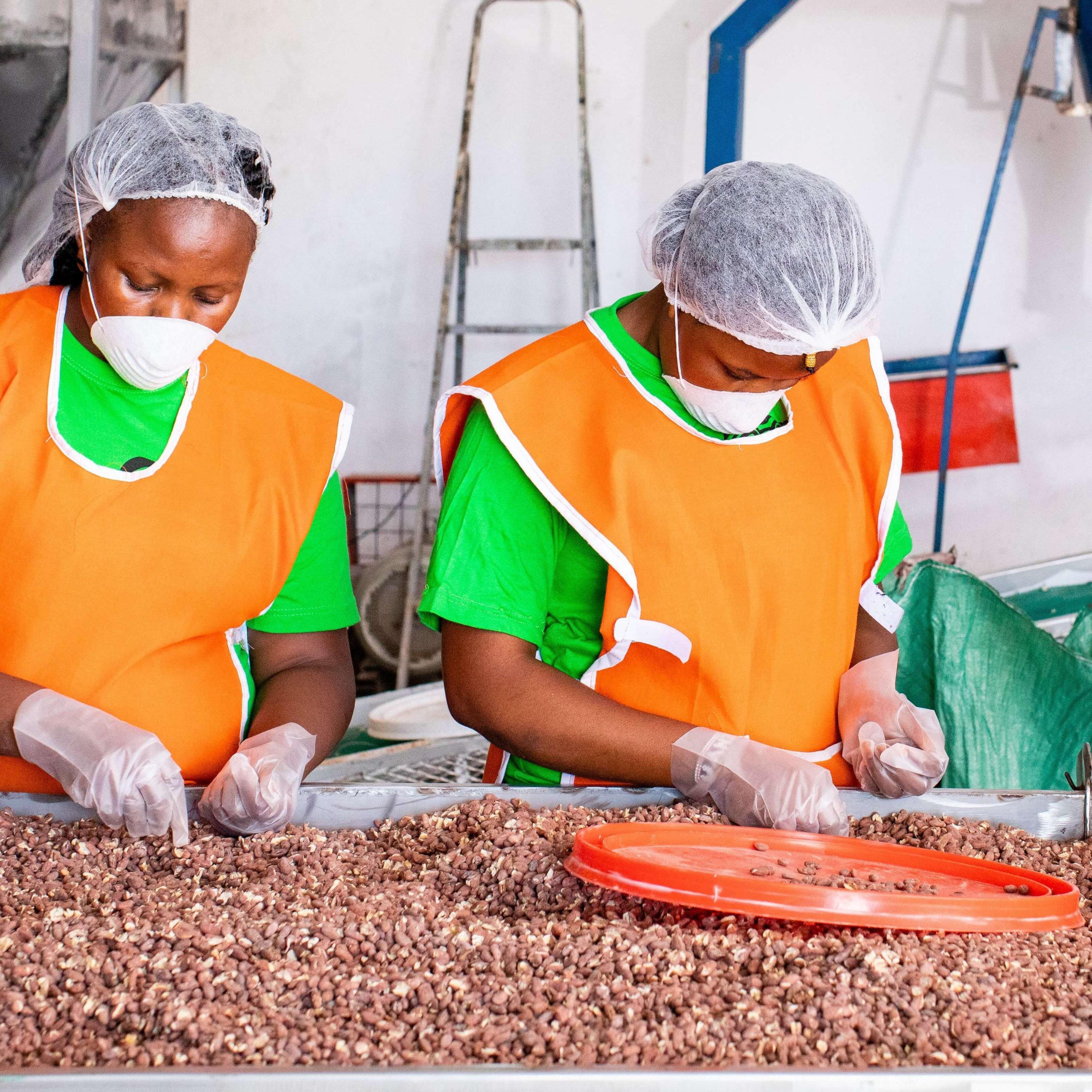 Three factory workers sorting nuts_sqr_2 (1)
